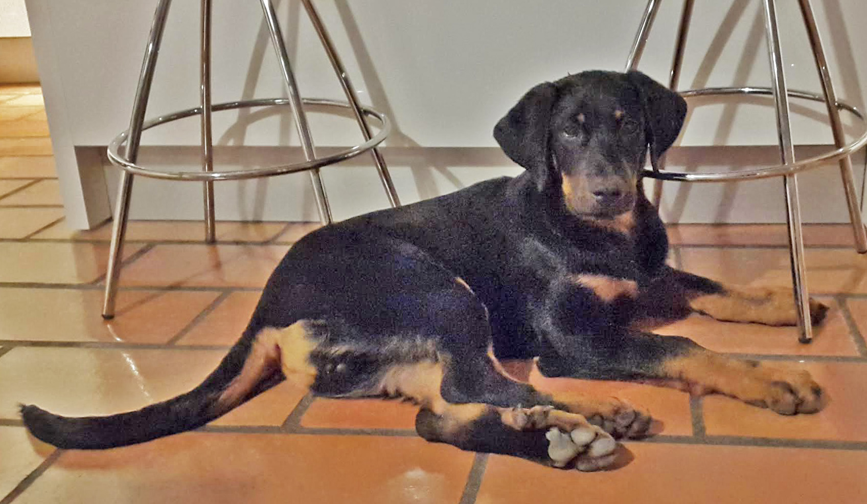  domainedelalicorne.fr photo chien beauceron photo chiot beauceron Elevage de beauceron chiot beauceron pure race élevage du clos de la licorne elevage des gardiens de la licorne elevage beauceron noir et feu authentique gros gabarits élevage de Beauceron familial sérieux et qualité domainedelalicorne.fr suivi des chiots conseil d’éducation chiot propre bas rouge santé caractère spécialiste du beauceron noir et feu ou arlequin chien rustique berger de France  nos chiots sont élevés avec amour et attention notre passion au service de la qualité Beauceron de qualité et sportif domaine de la licorne 04380 BARRAS élevage en liberté éleveur berger de beauce élevage de beauceron de travail 06 11 20 51 93 site domainedelalicorne.fr mail domainedelalicorne@gmail.com